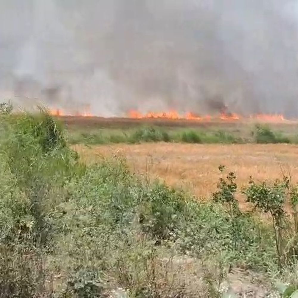 हवा ने भड़काई आग, 200 बीघा फसल जलकर राख:बस्ती में बुझाते समय युवक झुलसा, ट्रैक्टर का कुछ हिस्सा भी जला