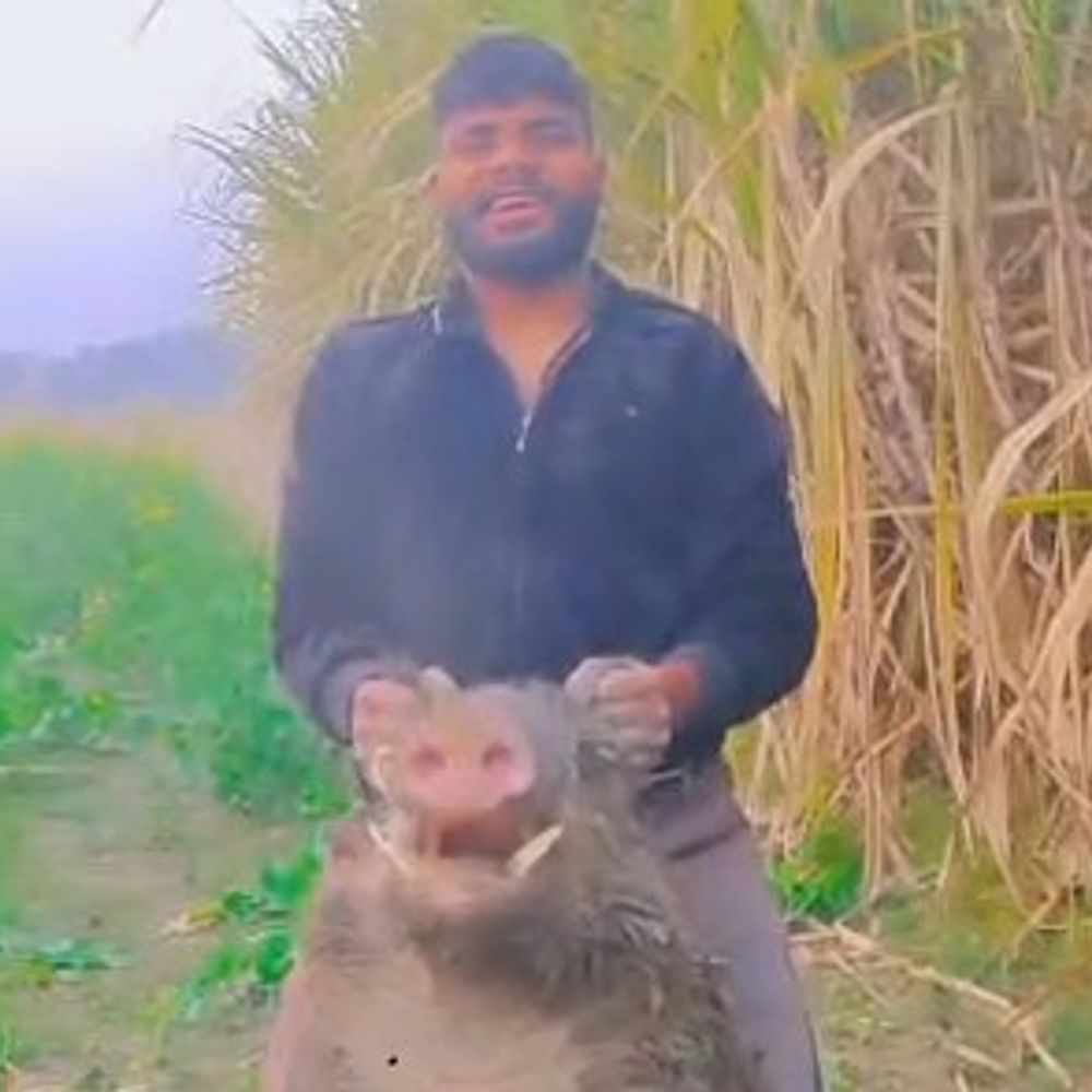 जंगली सूअर का शिकार कर क्रूरता की, VIDEO:पुलिस ने दो अज्ञात समेत तीन पर दर्ज किया मुकदमा