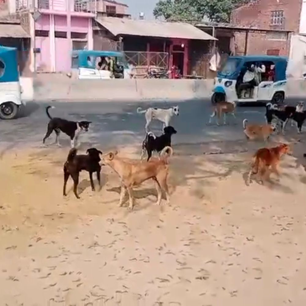 बच्ची के चेहरे को कुत्ते ने जबड़े में जकड़ा:बाराबंकी में चेहरे पर लगे 40 टांके, घर के बाहर खेलते समय किया हमला