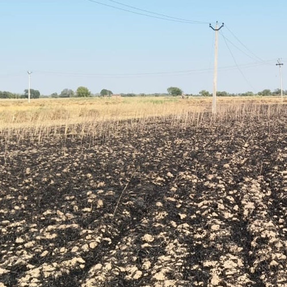 जालौन में शादी से पहले खेत में लगी आग:किसान परिवार की गेहूं की फसल जलकर राख, लाखों का नुकसान