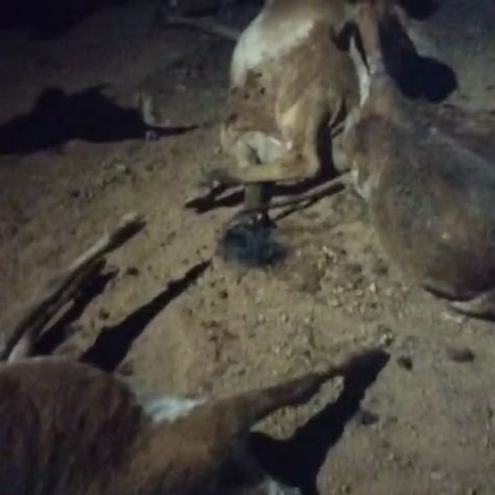 दुर्ग में तेज रफ्तार ट्रक ने 6 गायों रौंदा:  तीन गाय की मौके पर मौत, तीन के पैर और कमर टूटे, ग्रामीणों ने किया चक्काजाम – durg-bhilai News