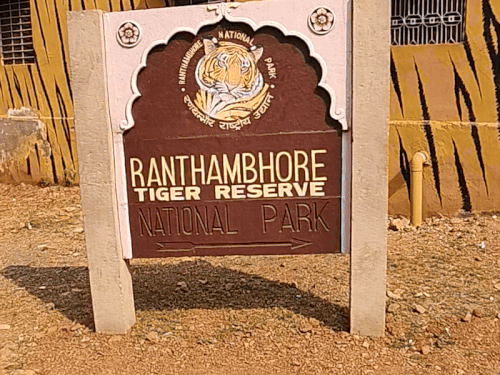 रणथंभौर में सफारी वाहनों की ओवर स्पीडिंग पर कार्रवाई:  वन विभाग ने 80 सफारी वाहनों पार्क में प्रवेश रोका – Sawai Madhopur News