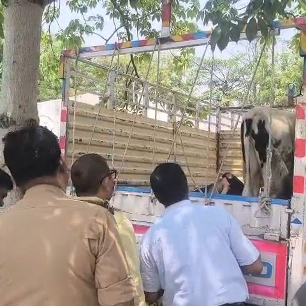 कुशीनगर में गोकशी मामले में 2 आरोपी गिरफ्तार:3 बछड़े और पिकअप बरामद, ड्राइवर से पूछताछ