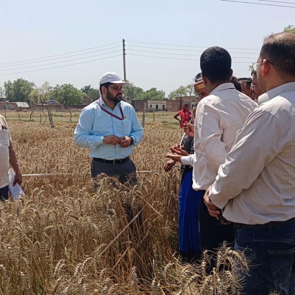 उन्नाव में फसल कटाई प्रयोग, डीएम ने क्रॉप कटिंग देखी:किसानों को प्राकृतिक आपदा से हुए नुकसान का हो रहा आकलन