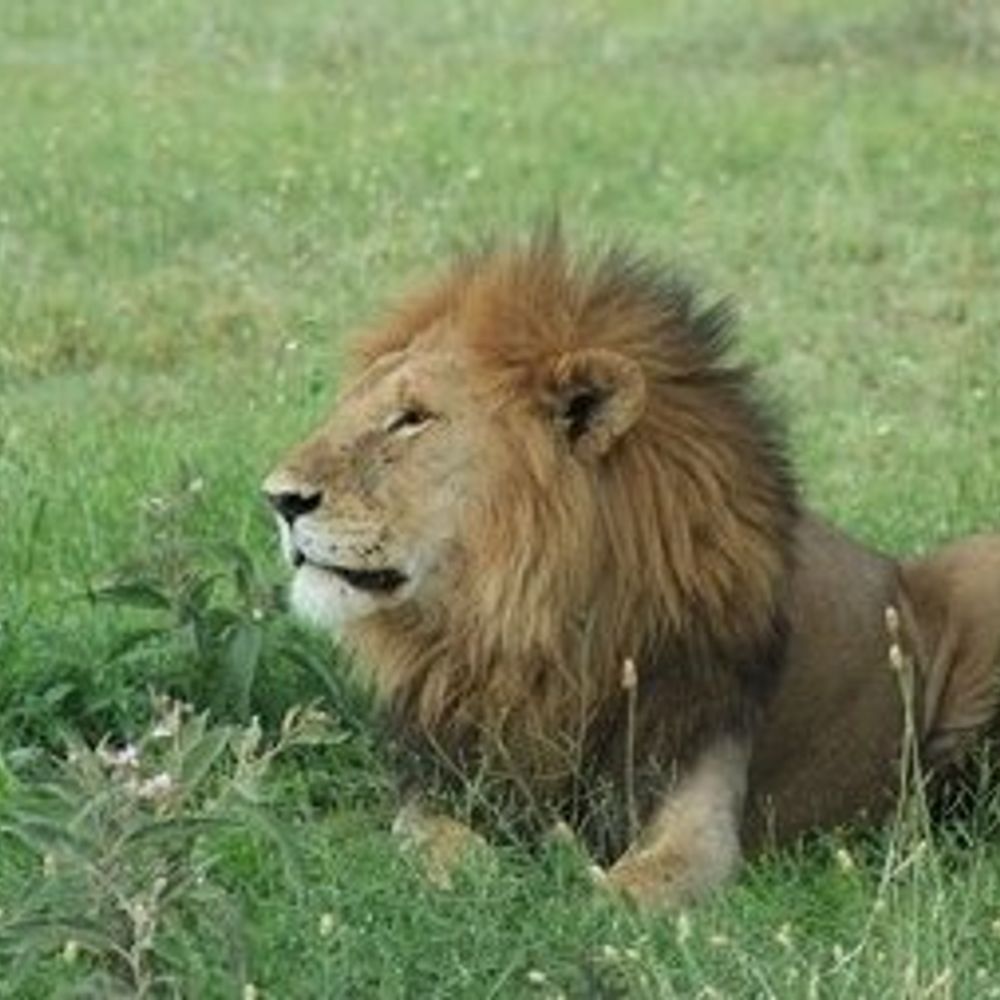 इटावा सफारी पार्क का बब्बर शेर गीगो बीमार:कई दिनों से मल त्याग नहीं कर पा रहा, इलाज जारी