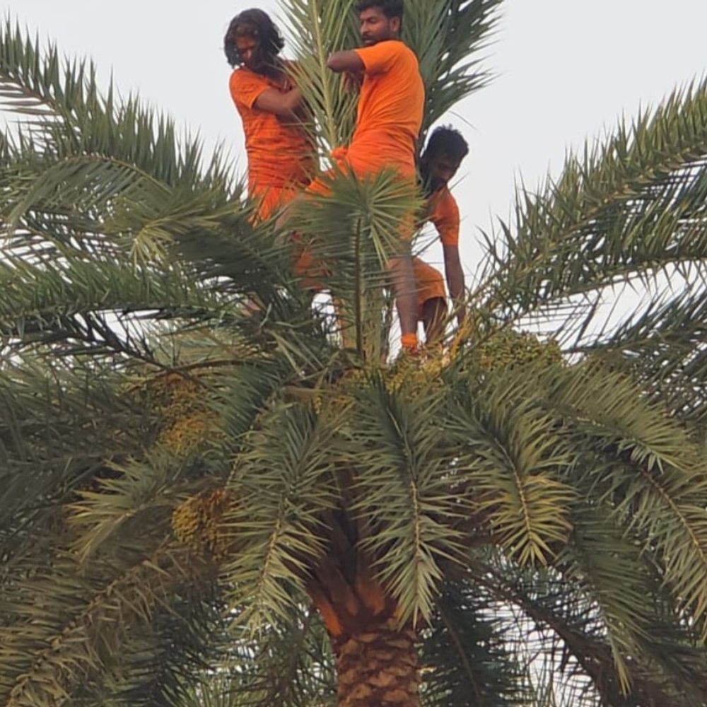 कोंडागांव में चरक उत्सव, 'खेजूर भांगा' का आयोजन:सन्यासियों ने कांटों के बीच किया नृत्य, खजूर की बारिश हुई