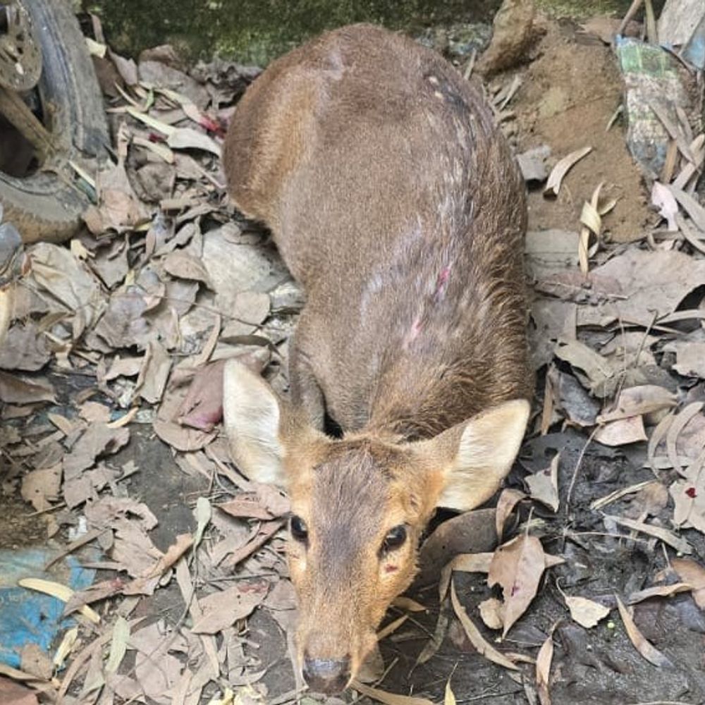 बिजनौर में जंगली कुत्तों ने दो मादा हिरणों को नोचा:वन विभाग ने रेस्क्यू किया, एक की इलाज के दौरान मौत