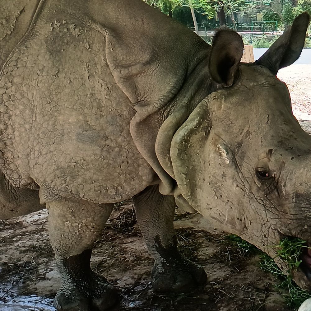 गर्मी में गैंडा के लिए बनाया कीचड़ का तालाब:हिरन-शेर पानी की फुहारों में मस्ती कर रहे, कानपुर चिड़ियाघर में जानवारों का खास ख्याल