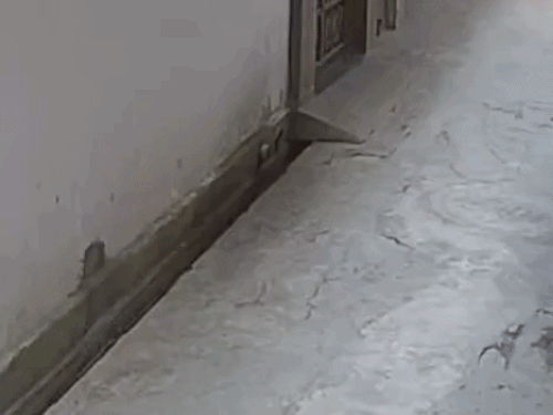 पिंजौर में आवारा कुत्तों का महिला पर हमला, VIDEO:  बचकर भागते हुए सड़क पर गिरकर घायल हुई, पहले भी हो चुकी कई वारदात – Kalka News