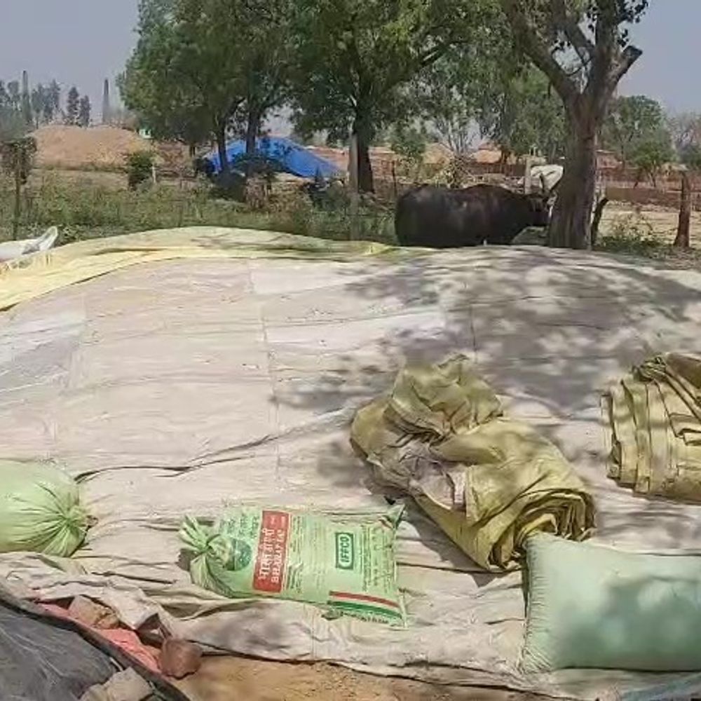 
                 मथुरा में गेहूं खरीद केंद्र पर अव्यवस्था:बोरे की कमी से किसानों का गेहूं खुले में, खरीद ठप 
            