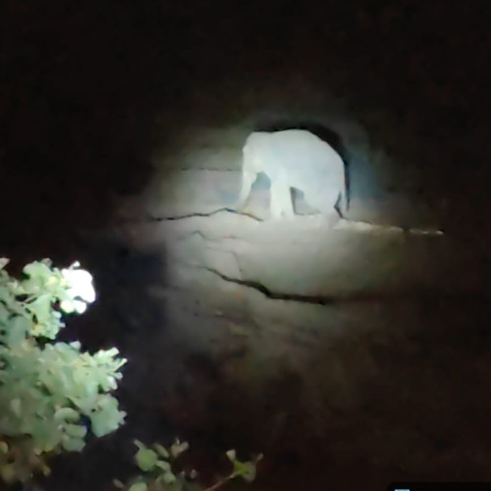 रामानुजगंज में हाथियों का उत्पात, 3 एकड़ फसल रौंदी:  फार्म हाउस में घुसकर 30 क्विंटल गेहूं बर्बाद, क्षेत्र में दहशत – Balrampur (Ramanujganj) News