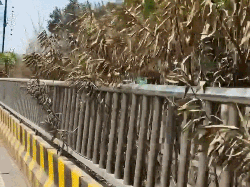 
                 प्रयागराज में सूख रहे पौधे, सो रहा विभाग:माघ मेले में करोड़ो की लागत से लगे थे, पानी के लिए तरस रहे 
            