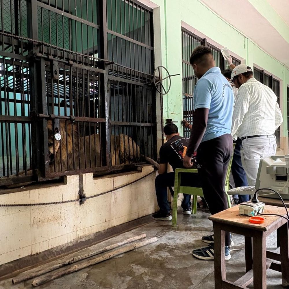 इटावा सफारी में बब्बर शेर गीगो बीमार:9 दिन बाद किया मल त्याग, विशेषज्ञ डॉक्टर ने किया उपचार