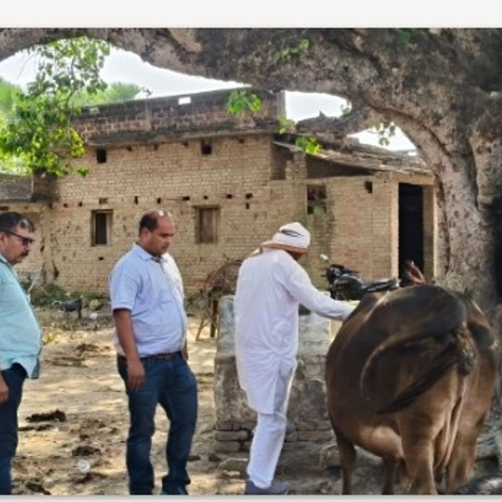 मिठापुर में पशु चिकित्सा शिविर आयोजित:  पशुओं की जांच की गई, डॉक्टर ने बेहतर पशुपालन के टिप्स दिए – Gaya News