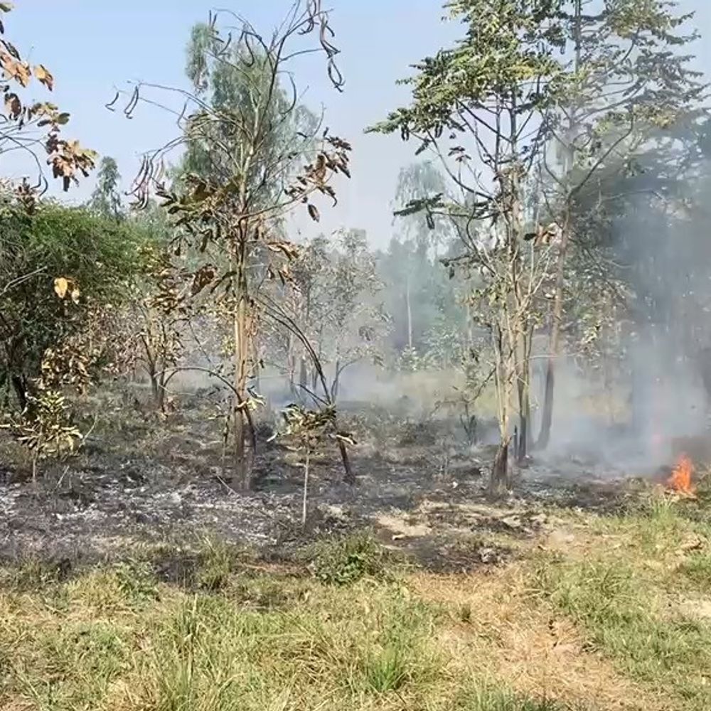 सिसना के खादर जंगल में भीषण आग लग गई:ग्रामीणों की सूझबूझ से बची गेहूं की फसल, बड़ा आर्थिक नुकसान टला