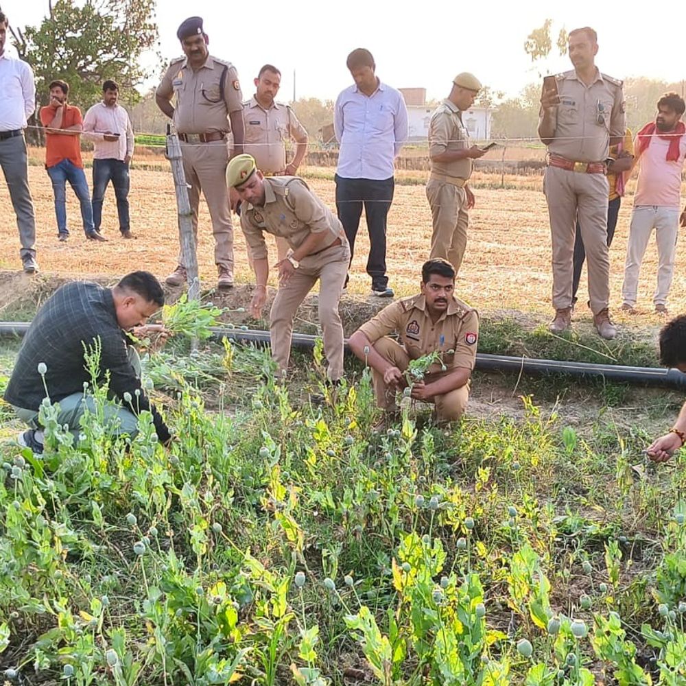 प्रतापगढ़ में अवैध अफीम की खेती का भंडाफोड़:पुलिस ने एक आरोपी को गिरफ्तार कर पूरी फसल नष्ट की
