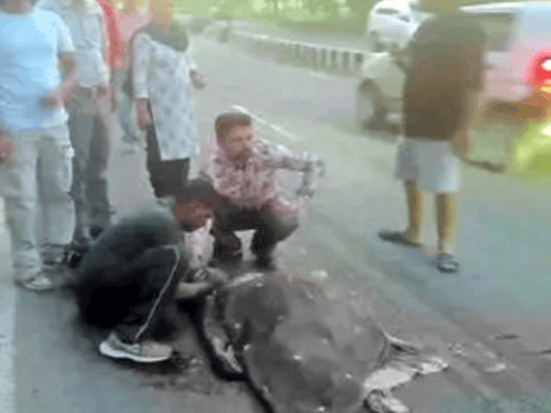 जालंधर हाईवे पर सड़क हादसा:  पति के आंखों के सामने ट्राले ने महिला को कुचला, मौके पर ही मौत, आरोपी ड्राइवर गिरफ्तार – Jalandhar News