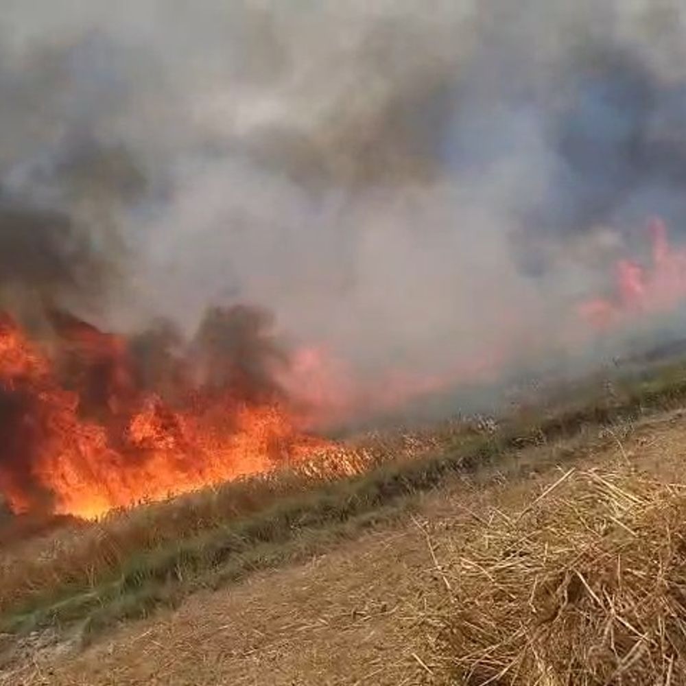 मैनपुरी में हाईटेंशन लाइन से फॉल्ट, 50 बीघा गेहूं जला:शिकायतों के बाद भी कार्रवाई नहीं, किसानों की लाखों की फसल खाक