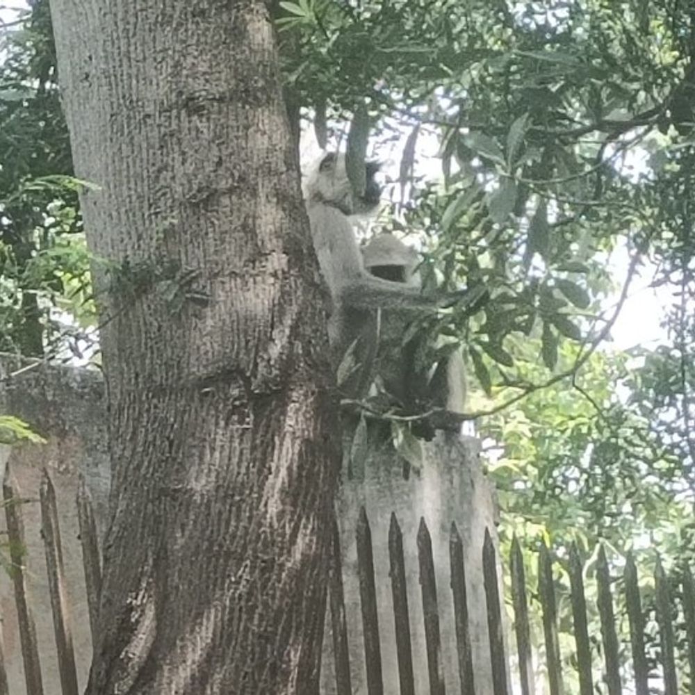 बागपत कलेक्ट्रेट में लंगूर मटरू चर्चा का विषय:दो साल से लोगों के साथ रहा, किसी को नहीं पहुंचाता नुकसान