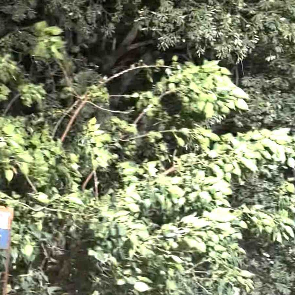 रामपुर में तेज आंधी, कई इलाकों की बिजली गुल:सिविल लाइन समेत दर्जनों मोहल्ले प्रभावित, बिजली विभाग मरम्मत में जुटा