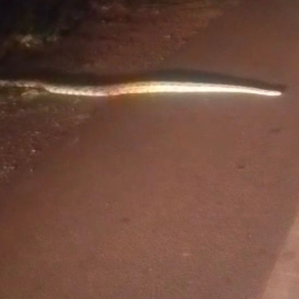 रायबरेली में हाइवे पर दिखा15 फीट का अजगर:वन विभाग ने रेस्क्यू कर जंगल में छोड़ा, लगा जाम, यातायात बाधित