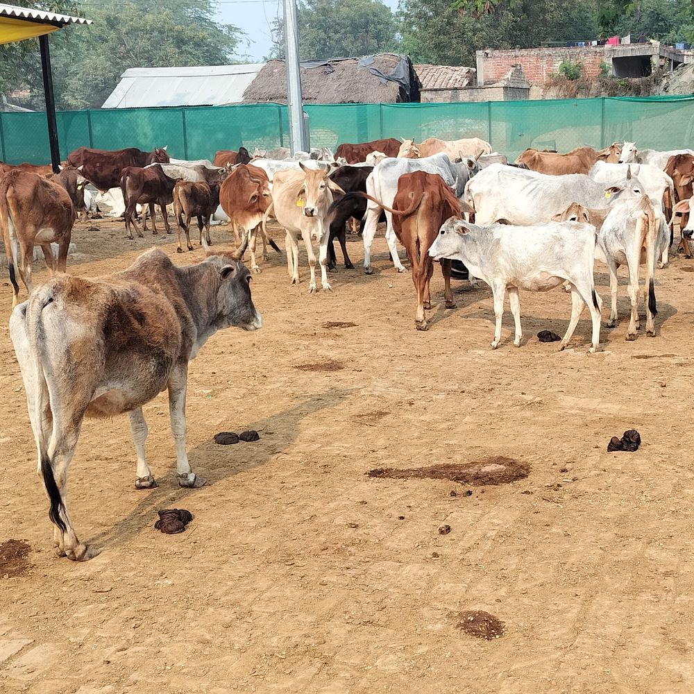 अयोध्या में एडी-बीडीओ में टकराव:गौशाला अनियमितता पर पंचायत सचिव के निलंबन आदेश की अनदेखी