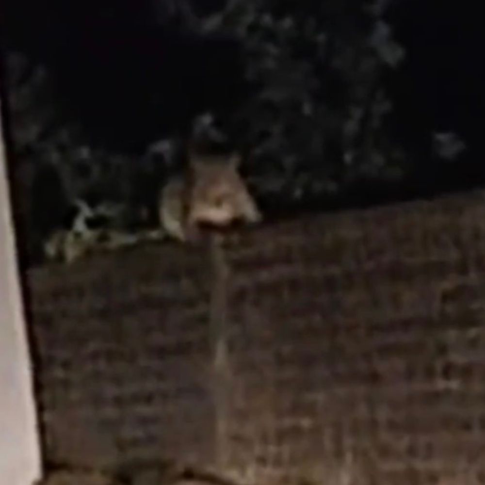 मुरादाबाद में 5 साल बच्चे को तेंदुए से बचाया:जबड़े में दबाकर ले जा रहा था, मां-बाप के शोर मचाने पर छोड़कर भागा