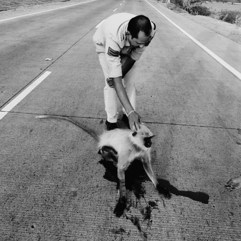 हाईवे पर वाहन की टक्कर से बंदर घायल:  डायल-112 ने अस्पताल पहुंचाया, वन विभाग को सौंपा जाएगा – shajapur (MP) News