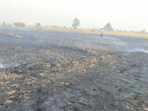 हांसी के पेटवाड़ में खेतों में लगी आग:  4 एकड़ गेहूं और 10 एकड़ अवशेष जलकर राख, किसानों ने मांगा मुआवजा – Hansi News