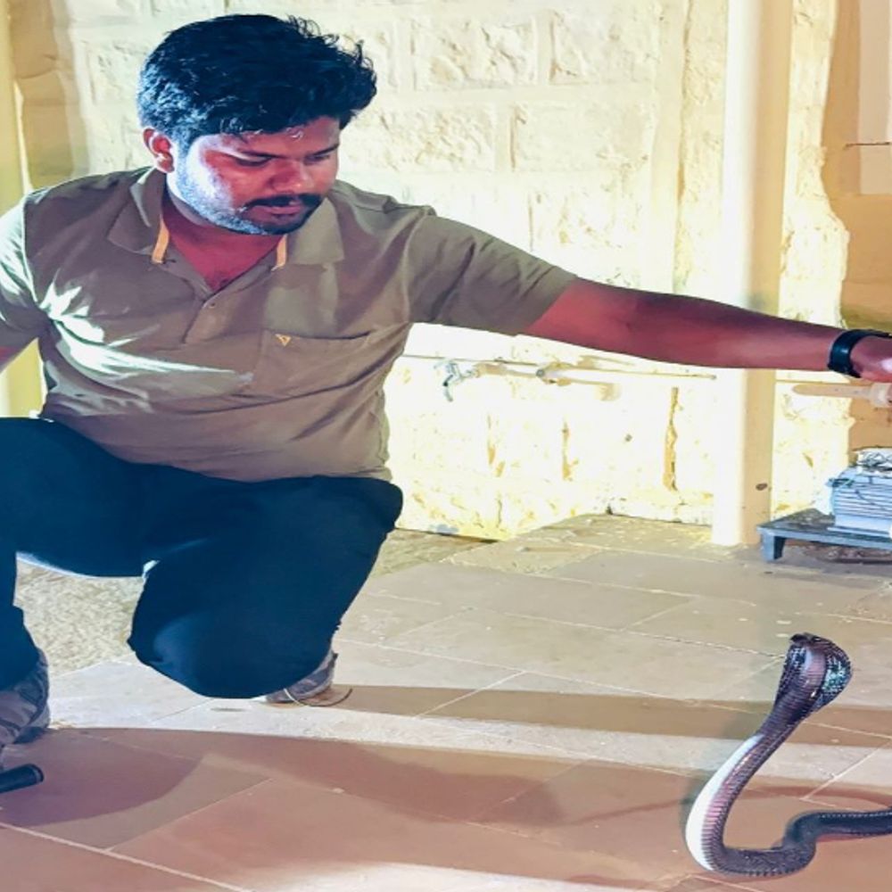 जैसलमेर में घर की चौखट पर फंसा 4-फीट लंबा सांप:स्नेक कैचर ने रेस्क्यू कर जंगल में छोड़ा; जानिए सांप दिखे तो क्या करें