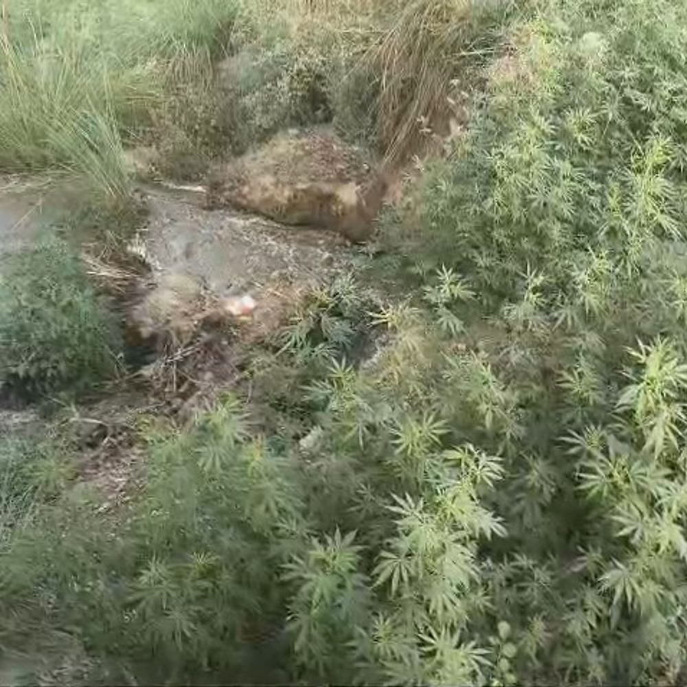 बागपत में नहर की पटरी टूटी:गठिना पुल के पास दर्जनों किसानों की फसलें जलमग्न