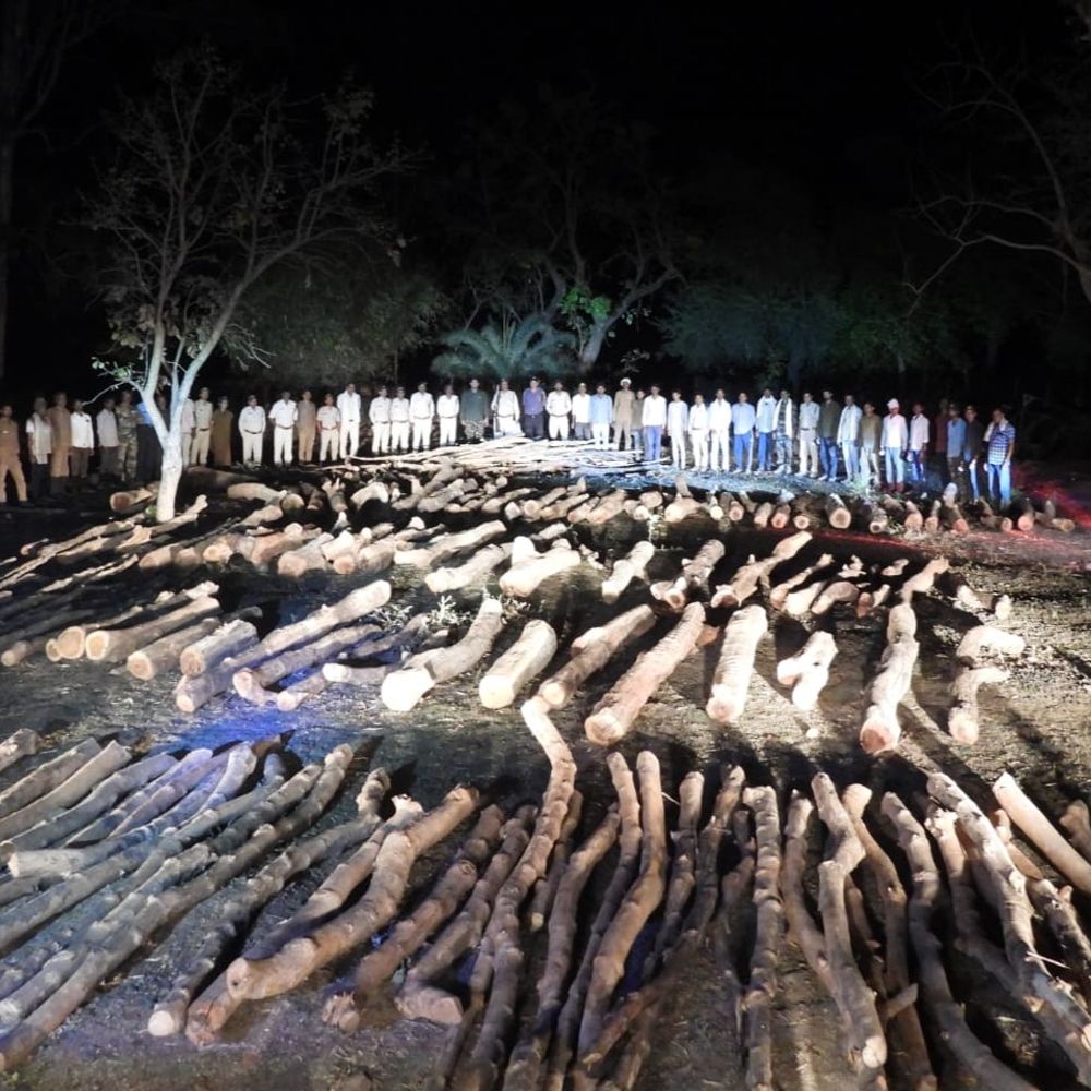 टाइगर रिजर्व में सागौन की कटाई, 120 नग लट्ठे जब्त:पुरैना बीट में तस्करों ने कटाई कर रखी थी लकड़ी, टीम ने दबिश देकर पकड़ी