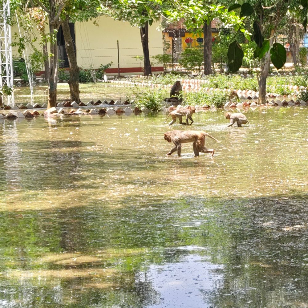 कौशांबी में पारा 41°C पार, भीषण गर्मी का प्रकोप:पार्कों में जानवरों के लिए भरवाया गया पानी, स्वास्थ्य विभाग ने एडवाइजरी जारी की