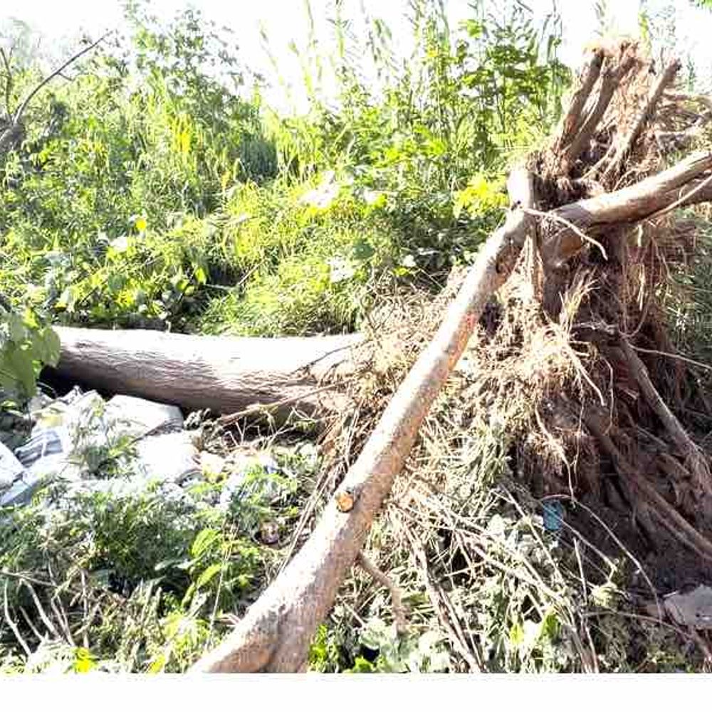 रामपुर में तेज आंधी, बिजली-पानी संकट गहराया:कई जगहों पर गिरे पेड़-पोल, अधिकांश इलाके अंधेरे में; 10 तस्वीरों देखें