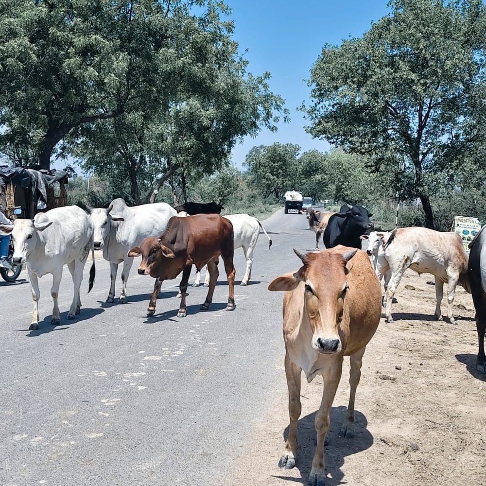 मैथा की सड़कों पर निराश्रित गोवंशों का जमावड़ा:गौशालाओं के बावजूद किसान और राहगीर परेशान, हादसों का खतरा