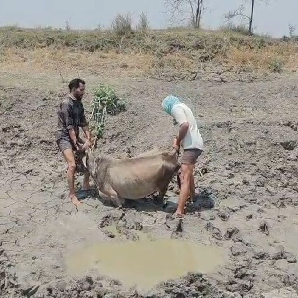 शिवपुरी में सूखे तालाब के दलदल में फंसे गाय-बछड़े:गौसेवकों ने सूचना पर पहुंचकर सुरक्षित बाहर निकाला