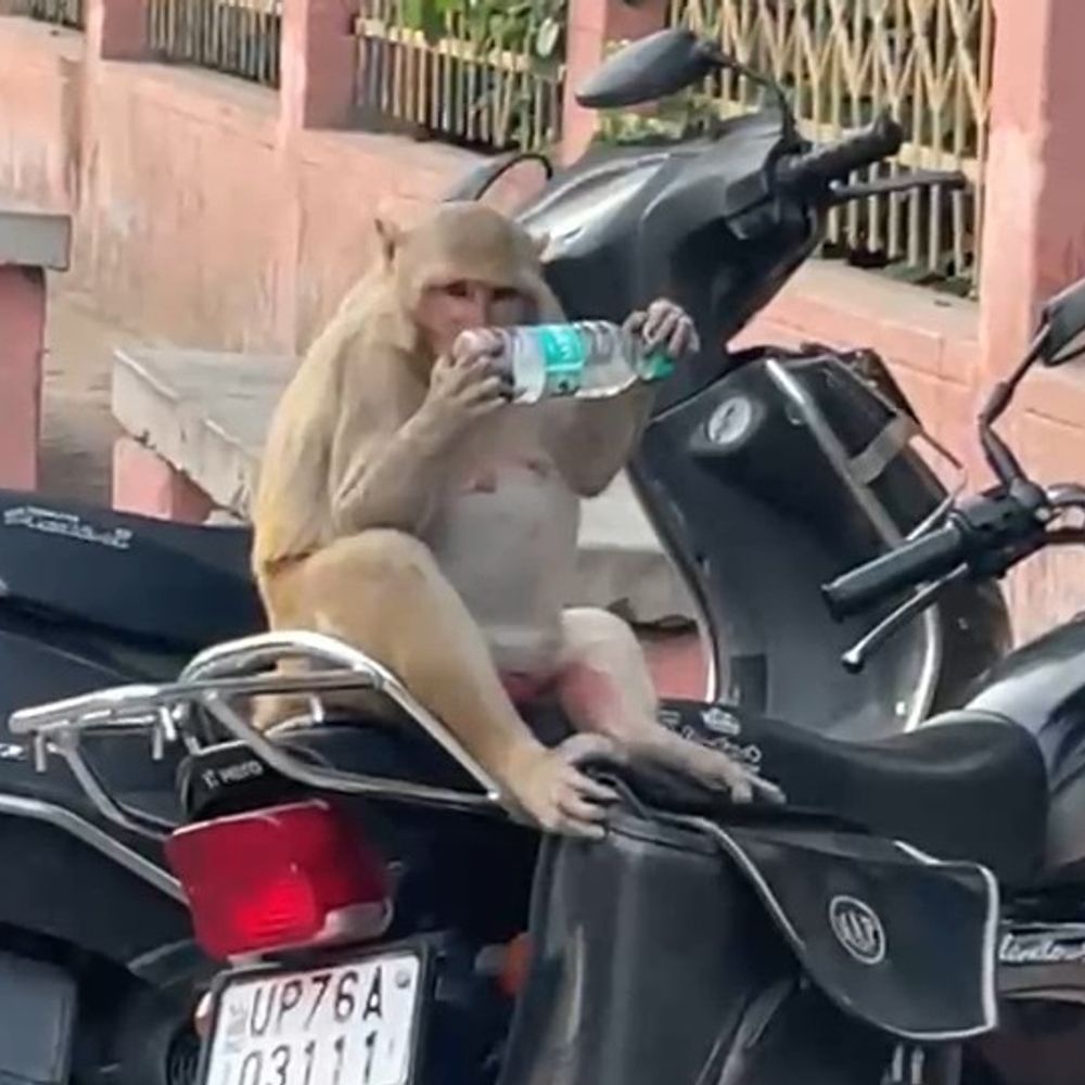 बंदर ने बाइक से बोतल निकालकर पानी पिया:फर्रुखाबाद में शनिवार को अधिकतम तापमान 38.9 डिग्री सेल्सियस