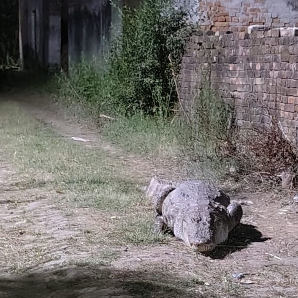 मेरठ में आधी रात गांव में ‘मौत का मेहमान’:सड़क पर घूमता मिला 150 किलो का मगरमच्छ, 2 घंटे चला रेस्क्यू