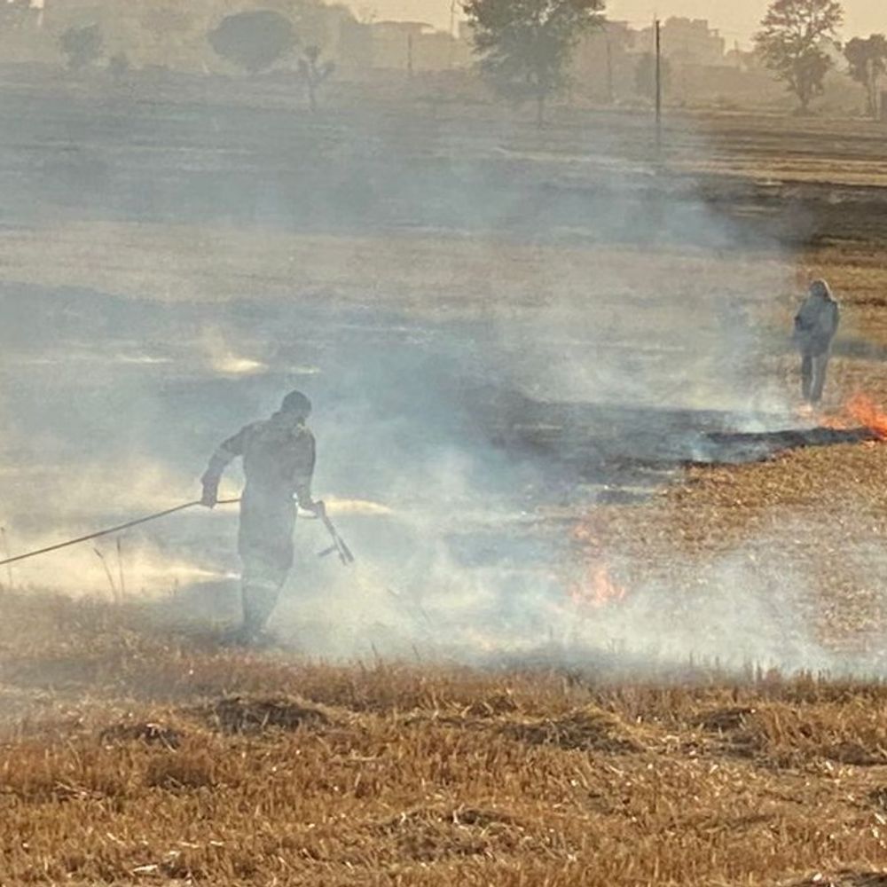 बागपत में तीन किसानों की गेहूं की फसल जली:संदिग्ध परिस्थितियों में लगी आग, लाखों का हुआ नुकसान
