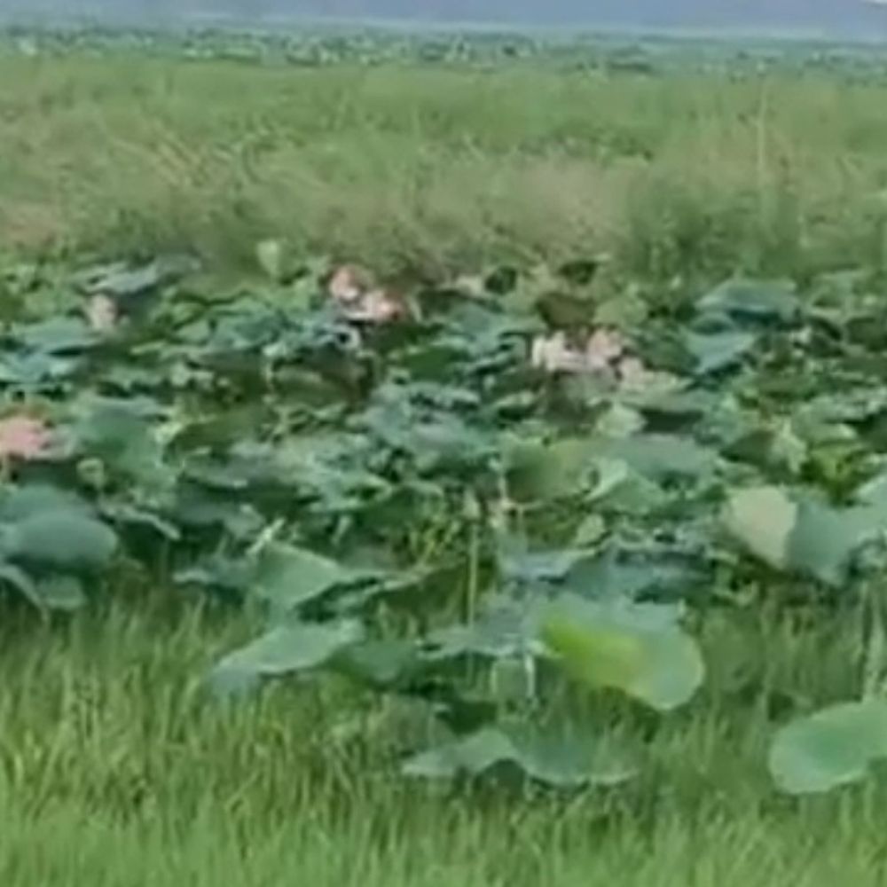 बस्ती का चंदो ताल अब अंतरराष्ट्रीय फलक पर:शासन ने रामसर साइट की तर्ज पर कायाकल्प के लिए चिह्नित किया