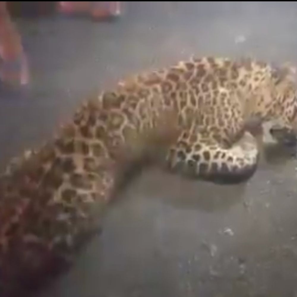 अज्ञात वाहन की टक्कर से मादा तेंदुए की मौत:पीलीभीत में हुआ हादसा, वन्य जीवों से सुरक्षा पर उठे सवाल