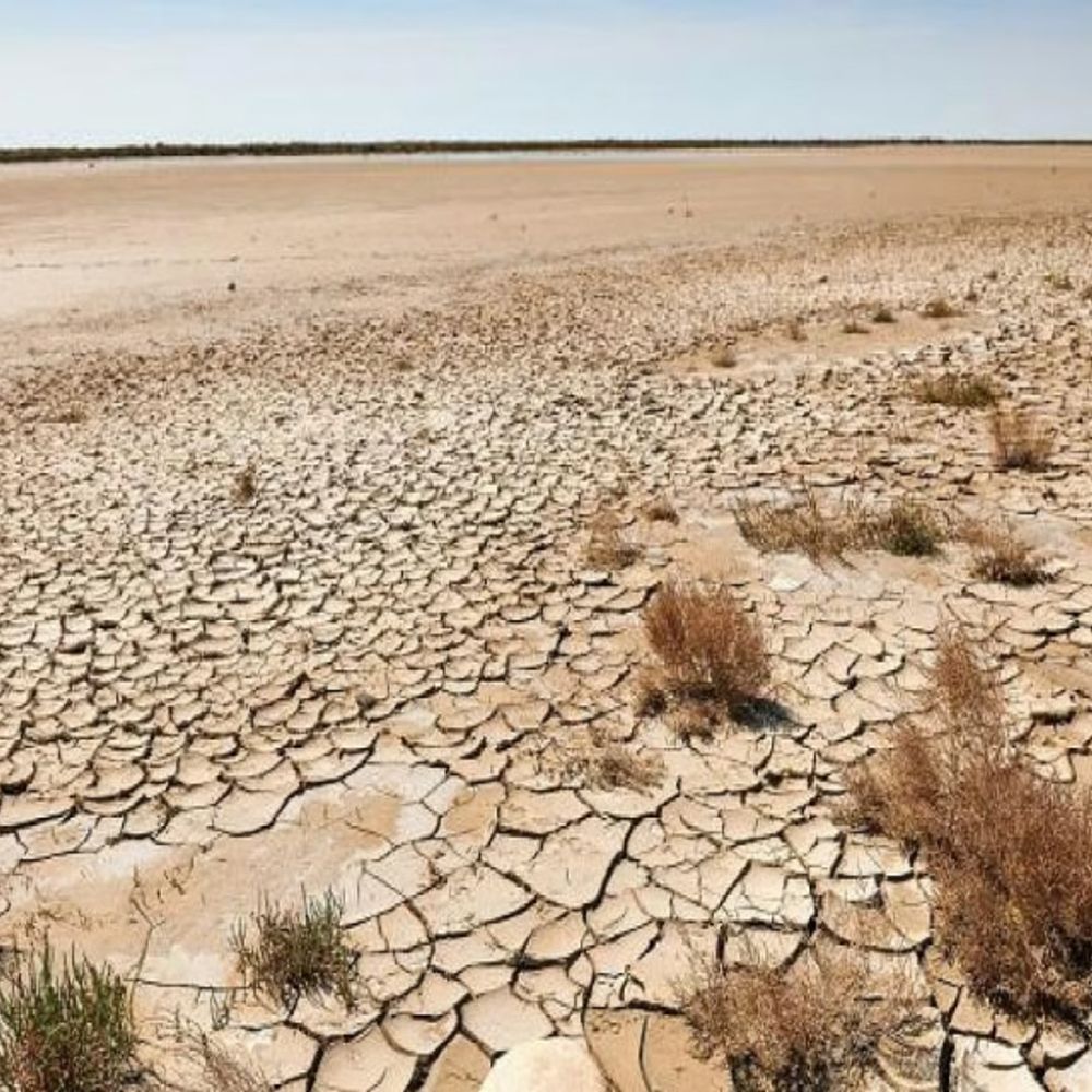 मरु-हरित नीति 2026:अंतरराष्ट्रीय स्तर पर योजना सफल, भारत में भी काम शुरू, राजस्थान में बंजर भूमि को हरा कर क्रेडिट कैश कराने की तैयारी