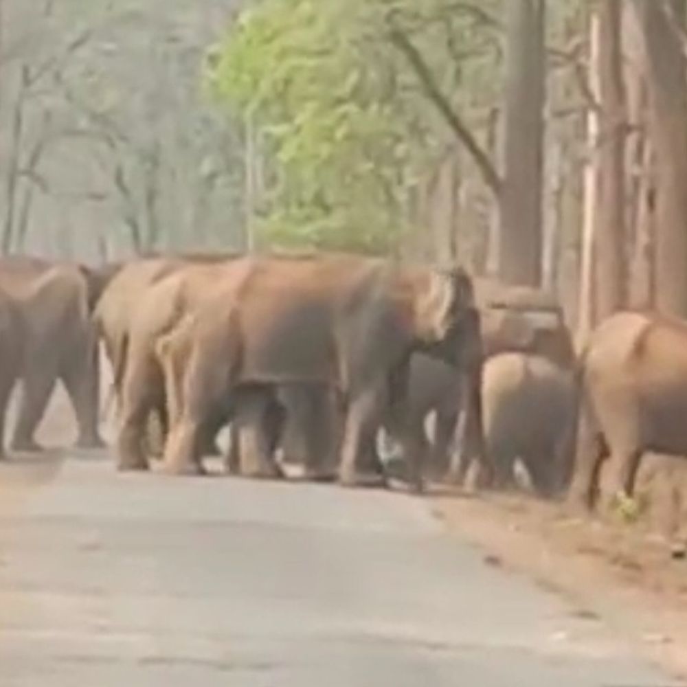 रायगढ़ में 50 हाथियों का सड़क पार करते VIDEO:  2 दलों ने हाईवे पर वाहनों की रफ्तार रोकी, 133 हाथियों का मूवमेंट,कई गांवों में अलर्ट – Raigarh News