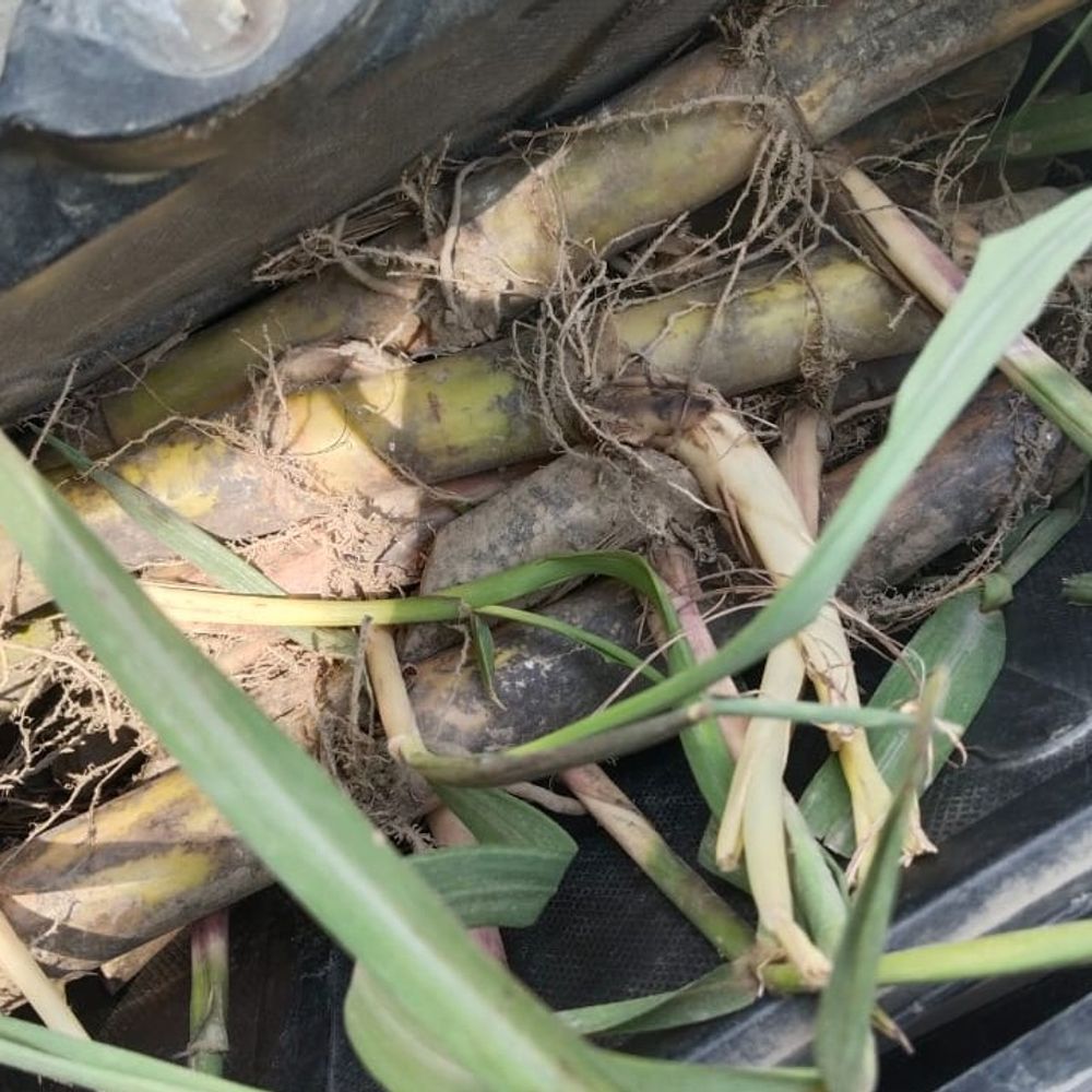 लेखपाल ने किसान की खड़ी फसल जुतवाई:बाराबंकी में ऑनलाइन घूस लेने का आरोप, जीरो टॉलरेंस नीति पर सवाल