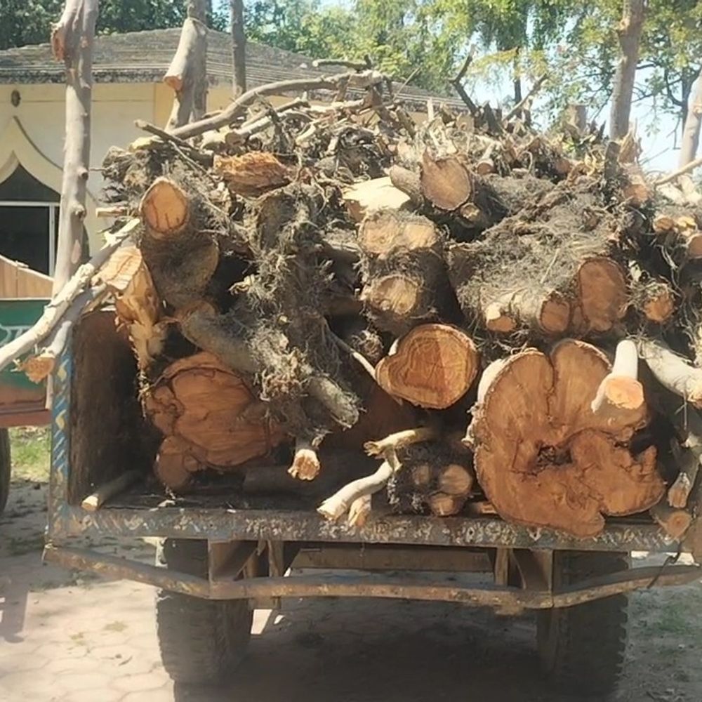 रामपुर में सरकारी पेड़ काटे, ट्रैक्टर-ट्रॉली जब्त:पेट्रोल पंप निर्माण के लिए अवैध कटान, किसान नेता-शिक्षक पर आरोप