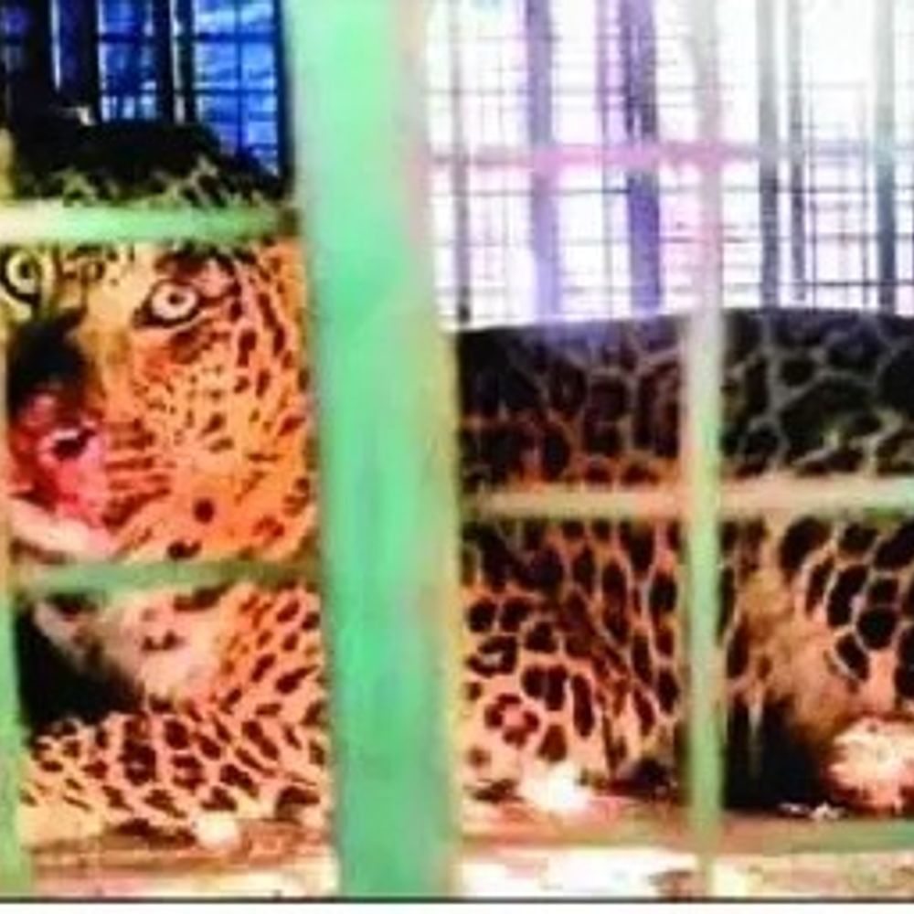 मुरादाबाद में बच्चे पर हमला करने तेंदुए का हुआ चेकअप:जांच में स्वस्थ पाया गया, 17 अप्रैल को अटैक किया था