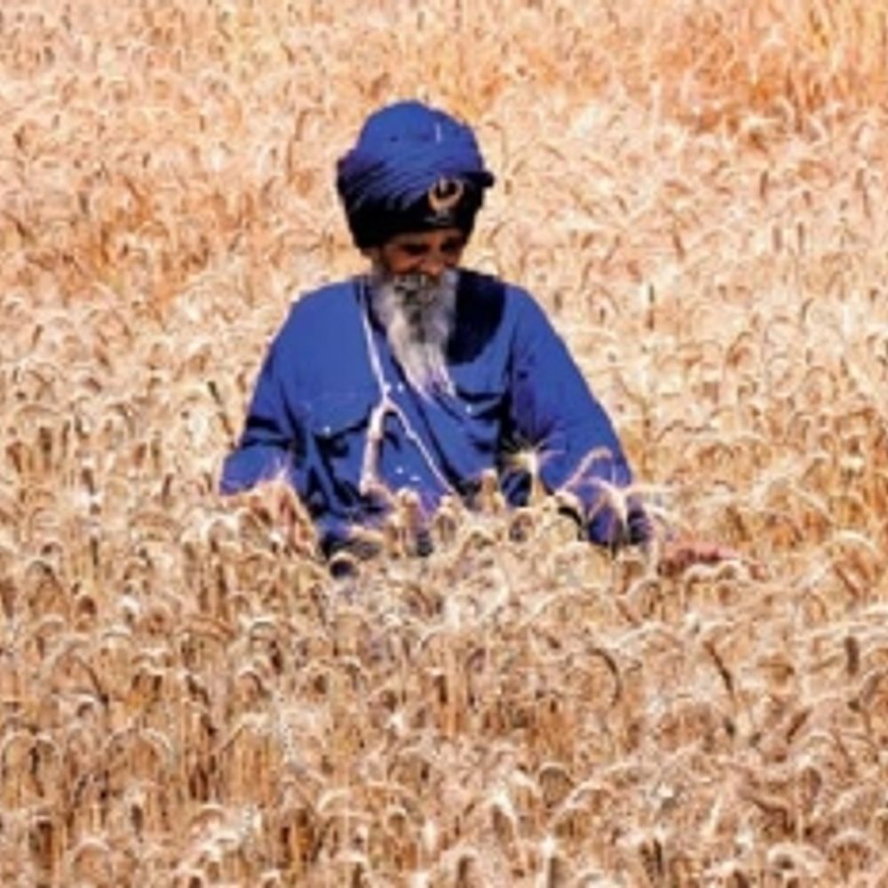 निहंग सिंहों का अनूठा संकल्प:  युद्ध कला में निपुण जत्थेदार बिना कीटनाशक खेती कर रहे, ताकि लंगर पवित्र हो