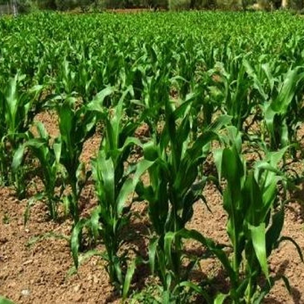 कुमारगंज कृषि विश्वविद्यालय में जलवायु अनुकूल मक्का पर शोध:नई संकर प्रजातियों के विकास पर काम तेज, पांच प्रजातियों पर वैज्ञानिक कर रहे शोध