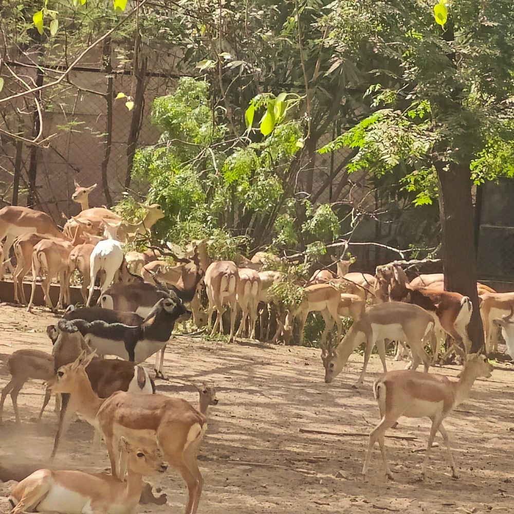 लखनऊ चिड़ियाघर में वन्यजीवों को गर्मी से राहत:  स्प्रिंकलर, कूलर और विशेष आहार से तापमान नियंत्रित करने के इंतजाम – Lucknow News