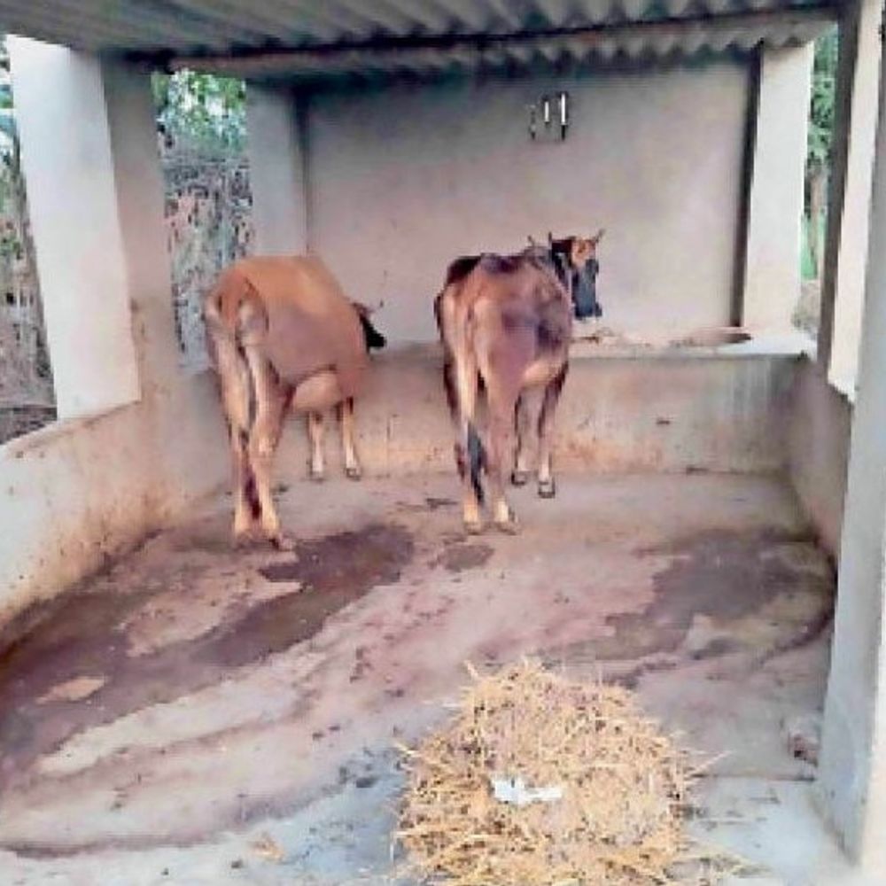 मनरेगा पशु शेड निर्माण में अनियमितता:अयोध्या में सीडीओ से शिकायत, मजदूरों को नहीं मिला भुगतान